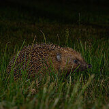 Nocturnal animals in our garden